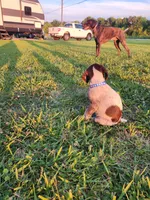 Covey Rise, a male German Shorthaired Pointer for sale in Columbia, NC – 3 of 4