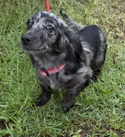 Lizzy, a female Miniature Dachshund for sale in Hilliard, FL – 2 of 6