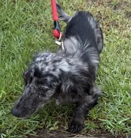 Lizzy, a female Miniature Dachshund for sale in Hilliard, FL – 5 of 6
