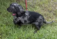 Lizzy, a female Miniature Dachshund for sale in Hilliard, FL – 4 of 6
