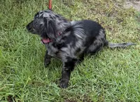 Lizzy, a female Miniature Dachshund for sale in Hilliard, FL – 6 of 6