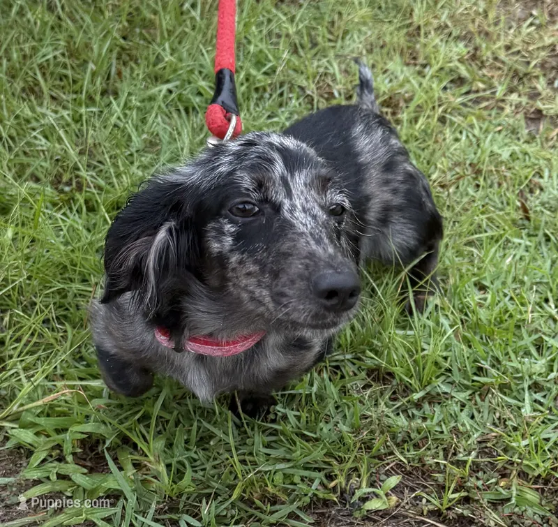 Lizzy – Miniature Dachshund puppy for sale in Hilliard, FL