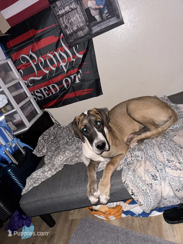 AJ – Great Dane puppy for sale in Taylor, AZ