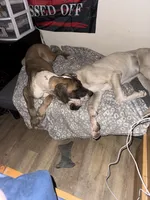 AJ, a male Great Dane for sale in Taylor, AZ – 2 of 2