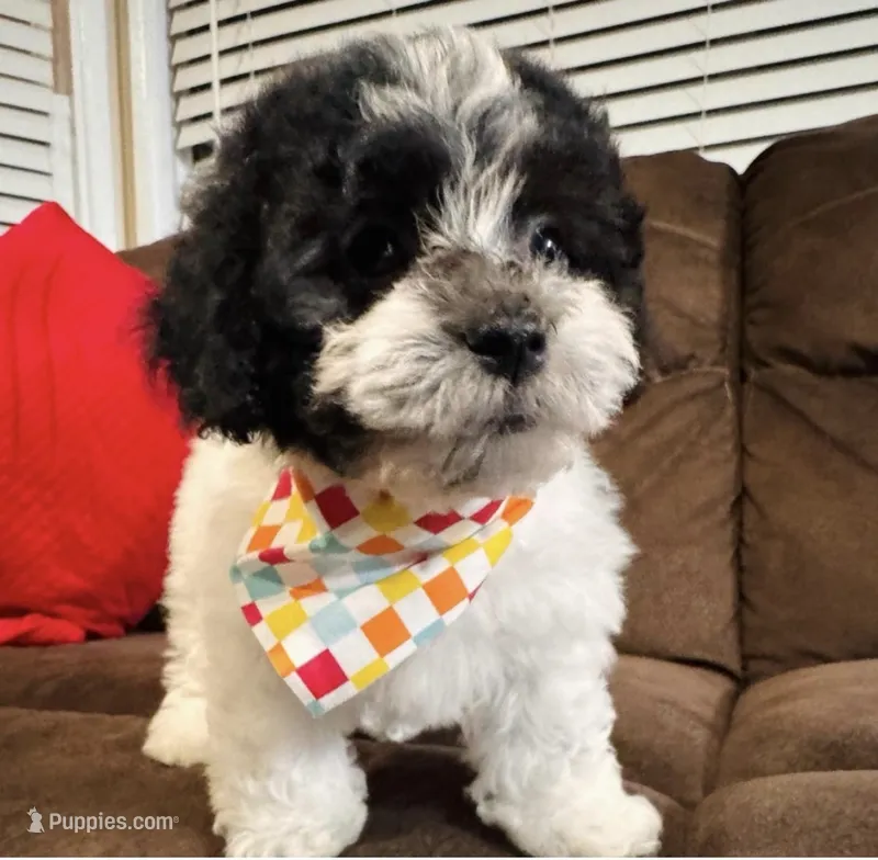 Yoyo – Maltipoo puppy for sale in Bakersfield, CA