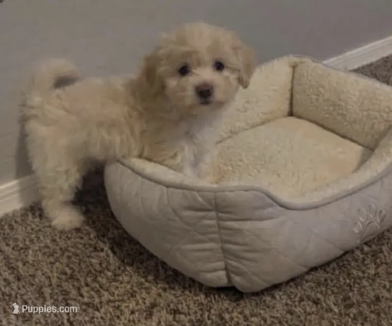 Niño  – Maltipoo puppy for sale in Bakersfield, CA