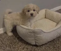 Niño , a male Maltipoo for sale in Bakersfield, CA – 1 of 1