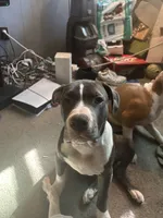 Demarcus, a male American Pit Bull Terrier for sale in New York, NY – 6 of 8