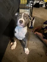 Demarcus, a male American Pit Bull Terrier for sale in New York, NY – 2 of 8