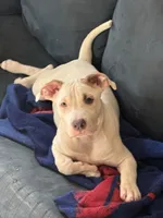 Snoh , a female American Pit Bull Terrier for sale in New York, NY – 2 of 7