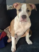 LJ, a male American Pit Bull Terrier for sale in New York, NY – 2 of 8