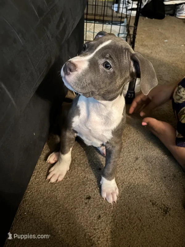 Demarcus – American Pit Bull Terrier puppy for sale in New York, NY