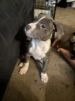 Demarcus, a male American Pit Bull Terrier for sale in New York, NY – 1 of 8