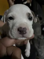 Snoh , a female American Pit Bull Terrier for sale in New York, NY – 4 of 7