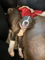 Demarcus, a male American Pit Bull Terrier for sale in New York, NY – 4 of 8