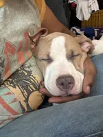 LJ, a male American Pit Bull Terrier for sale in New York, NY – 4 of 8