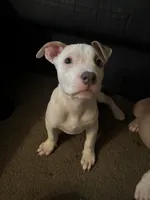 Snoh , a female American Pit Bull Terrier for sale in New York, NY – 5 of 7