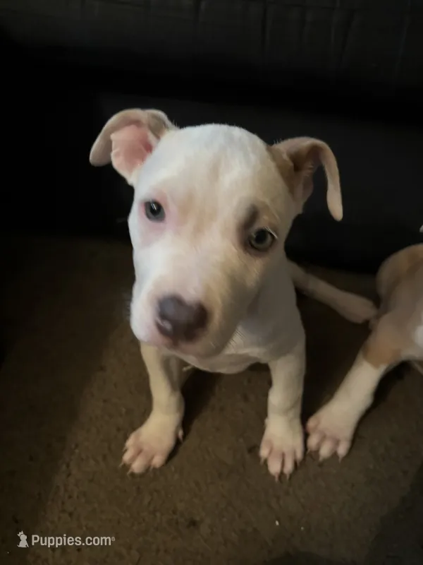 Snoh  – American Pit Bull Terrier puppy for sale in New York, NY