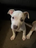 Snoh , a female American Pit Bull Terrier for sale in New York, NY – 1 of 7