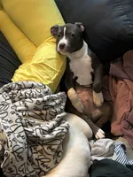 Demarcus, a male American Pit Bull Terrier for sale in New York, NY – 5 of 8