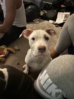 Snoh , a female American Pit Bull Terrier for sale in New York, NY – 3 of 7