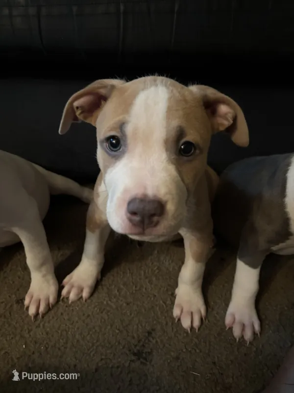 LJ – American Pit Bull Terrier puppy for sale in New York, NY