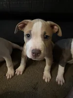 LJ, a male American Pit Bull Terrier for sale in New York, NY – 1 of 8