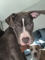 Demarcus, a male American Pit Bull Terrier for sale in New York, NY – 8 of 8