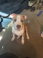 LJ, a male American Pit Bull Terrier for sale in New York, NY – 7 of 8