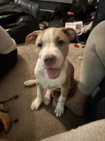 LJ, a male American Pit Bull Terrier for sale in New York, NY – 3 of 8