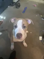 LJ, a male American Pit Bull Terrier for sale in New York, NY – 6 of 8