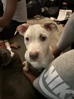 Snoh , a female American Pit Bull Terrier for sale in New York, NY – 6 of 7