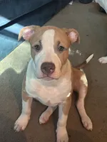 LJ, a male American Pit Bull Terrier for sale in New York, NY – 8 of 8