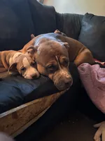 LJ, a male American Pit Bull Terrier for sale in New York, NY – 5 of 8