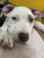 Snoh , a female American Pit Bull Terrier for sale in New York, NY – 7 of 7