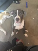 Demarcus, a male American Pit Bull Terrier for sale in New York, NY – 7 of 8