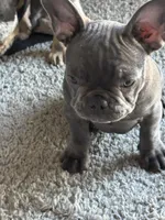 Dobby , a male French Bulldog for sale in Groveland, FL – Photo 5 of 6