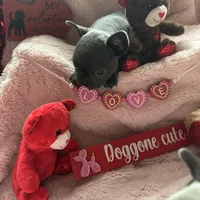 Dobby , a male French Bulldog for sale in Groveland, FL – Photo 4 of 6