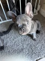 Dobby , a male French Bulldog for sale in Groveland, FL – Photo 6 of 6