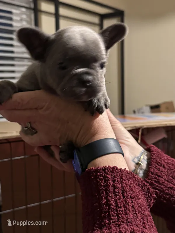 Dobby , a male French Bulldog for sale in Groveland, FL – Photo 1 of 4