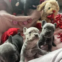 Dobby , a male French Bulldog for sale in Groveland, FL – Photo 2 of 6