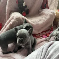 Dobby , a male French Bulldog for sale in Groveland, FL – Photo 3 of 6