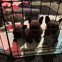 Two females and threemales, a female French Bulldog for sale in Groveland, FL – 2 of 5
