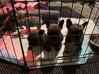 Two females and threemales, a female French Bulldog for sale in Groveland, FL – Photo 2 of 5