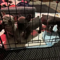 Two females and threemales, a female French Bulldog for sale in Groveland, FL – 5 of 5