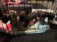 Two females and threemales, a female French Bulldog for sale in Groveland, FL – Photo 5 of 5