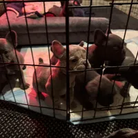 Two females and threemales, a female French Bulldog for sale in Groveland, FL – 3 of 5