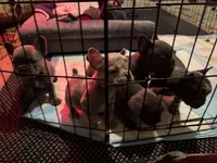 Two females and threemales, a female French Bulldog for sale in Groveland, FL – Photo 3 of 5