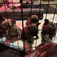 Two females and threemales, a female French Bulldog for sale in Groveland, FL – 4 of 5