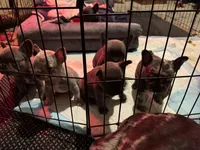 Two females and threemales, a female French Bulldog for sale in Groveland, FL – Photo 4 of 5